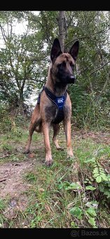 Belgický Ovčiak Malinois - 5