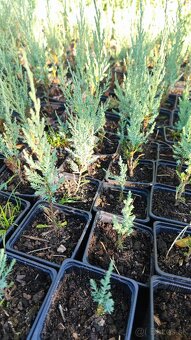 Borievka - juniperus blue arrow - 5