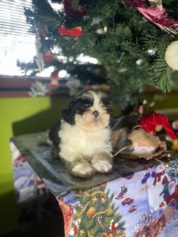 Shih-tzu S PP (Ši cu, shih tzu) - 5