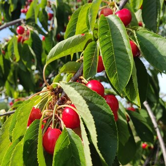 🍒🍒čerešne 🍒🍒 - 5