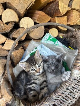 🐾 Rozkošné mačiatko – hľadá nový domov 🐱💛 - 5