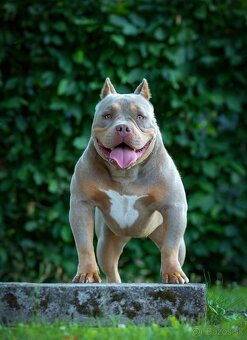 American Bully - 5