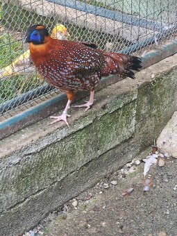BAZANT TRAGOPAN SATYRA - 5