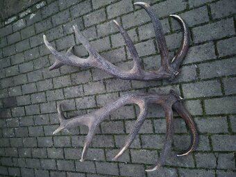 Trofej trofeje paroh parohy parozie zhody - 5