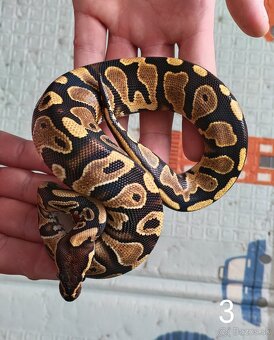 Pytón kráľovský/ Python regius - 5