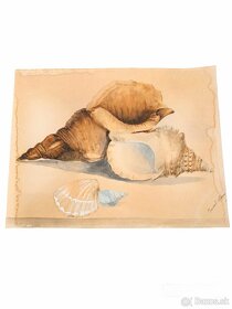 Obraz - Akvarel - umelecké dielo - Mušle - shells - 5