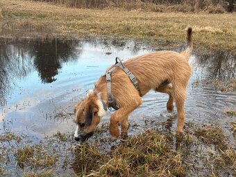 Hurtta Venture No-Pull postroj na psa - 5