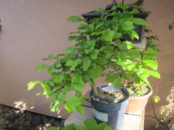 bonsai,bonsaj-hrab 8 - 5