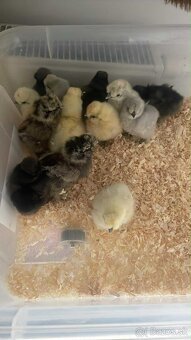 Hodvábnička-kuriatka - 5