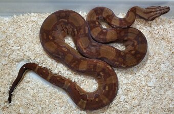Boa imperator - Keltic VPI Sunglow, Aztec VPI Sunglow - 5