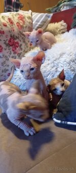 Kanadský sphynx - 5