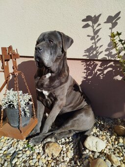 Šteniatka Cane Corso - 5