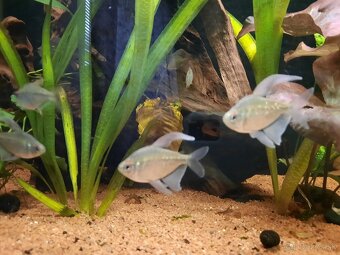 Akvárium 450L Diversa + skrinka + filter + JBL UV lampa + - 5