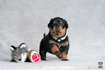 Štěniatka rotvajler s PP - Rottweiler štěniatko - 5
