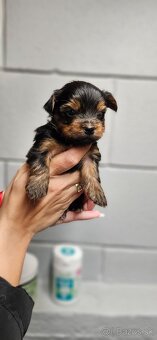 Predám šteniatka Yorkshire teriera - 5