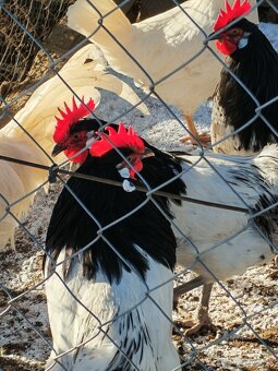 Predám kohútov - 5