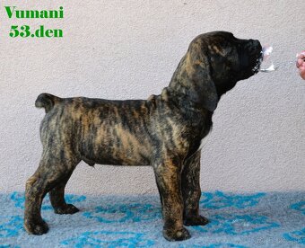 Boerboel štěňata FCI PP - 5