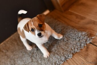 Jack Russell Terrier fena - 5