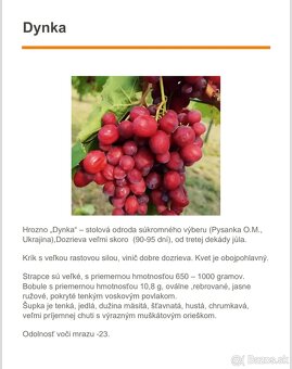 Predám sadenice viniča - 5