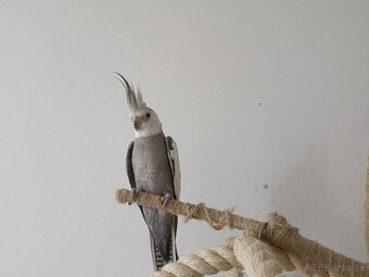 Predám papagáje, samec aj samica - 5