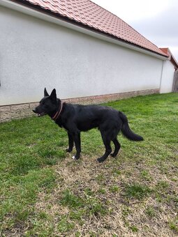 Darujeme krizenca menom Ghosty - 5