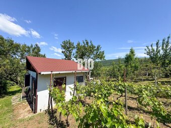 Vinica na skok od Nitry + chata - 590 m2 - 5