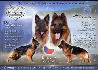 Fenka dlouhosrstého německého ovčáka - 5