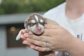 Predám krásne zdravé šteniatka Sibírsky Husky - 5