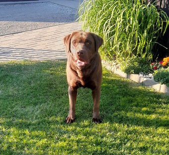 Čokoládové šteňatá Labradora - 5
