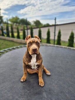 American bully XL - 5