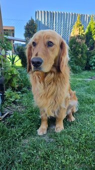 Golden-Zlatý retriever šteniatka - 5