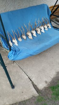 Predám srnčie trofeje parožie, zhody, srnčie. - 5