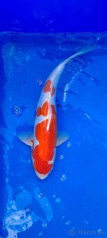 Koi Kapre - 5
