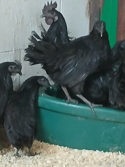 Ayam Cemani trio - 5