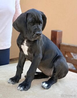Nemecka doga s PP - 5
