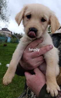 Šteniatka zlatý retriever - 5