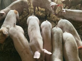 Dochov ošípaných - 5