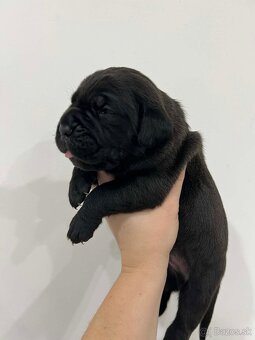 Cane Corso šteniatka s PP / predbežná rezervácia - 5