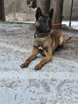 Belgický ovčiak malinois - 5