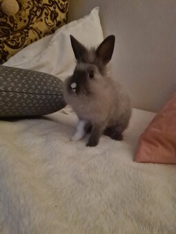 Zajačik Sky 💝 - 5