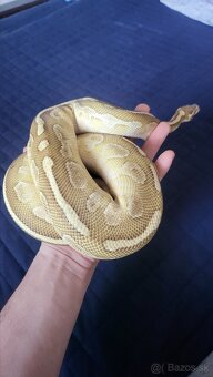 Pyton python regius kráľovský - 5