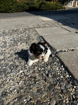 Yorkshire teriér mini - 5