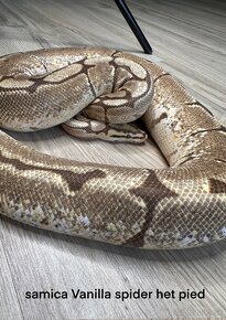 Pytón královský Krajta královská Python Regius - 5