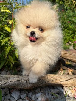 Pomeranian - 5
