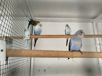 Andulka blackwing, ciernokrydla - 5