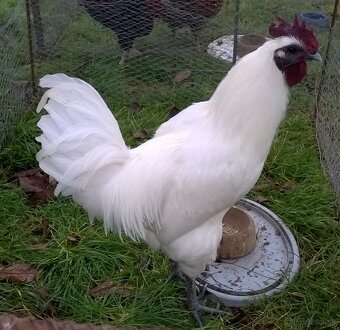 Kohút Ga H Mong - 5