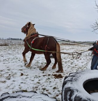 Slezsky Norik zrebec - 5