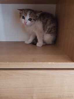 2,5 mesačné mačiatko - 5