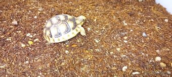 Korytnačka žltočierna / testudo marginata - 5