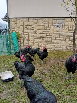 Australorpka velká čierna - 5